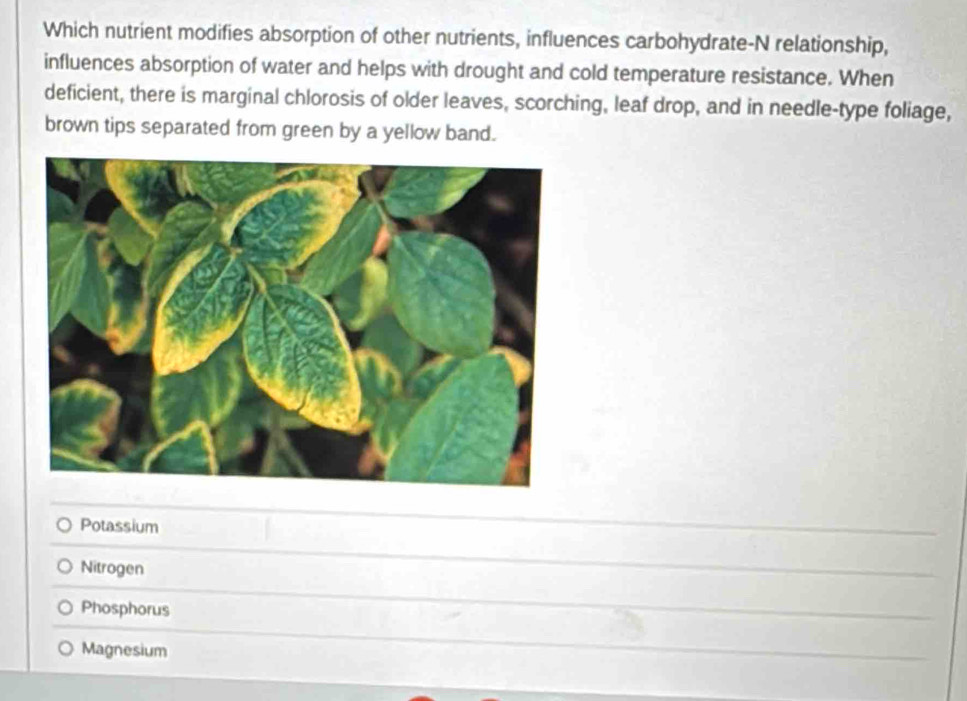 Which nutrient modifies absorption of other nutrients, influences carbohydrate-N relationship,
influences absorption of water and helps with drought and cold temperature resistance. When
deficient, there is marginal chlorosis of older leaves, scorching, leaf drop, and in needle-type foliage,
brown tips separated from green by a yellow band.
Potassium
Nitrogen
Phosphorus
Magnesium