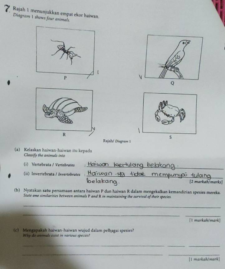 Rajah 1 menunjukkan empat ekor haiwan. 
Diagram A shows four animals.
Q
s 
Rajah/ Diagram 1 
(a) Kelaskan haiwan-haiwan itu kepada 
Classify the animals into 
(i) Vertebrata / Vertebrates_ 
(ii) Invertebrata / Invertebrates_ 
[2 markah/marks] 
(b) Nyatakan satu persamaan antara haiwan P dan haiwan R dalam mengekalkan kemandirian spesies mereka. 
State one similarities between animals P and R in maintaining the survival of their species. 
_ 
_ 
_ 
[1 markah/mark] 
(c) Mengapakah haiwan-haiwan wujud dalam pelbagai spesies? 
Why do anmals exist in various species? 
_ 
_ 
_ 
_ 
_ 
[1 markah/mark]