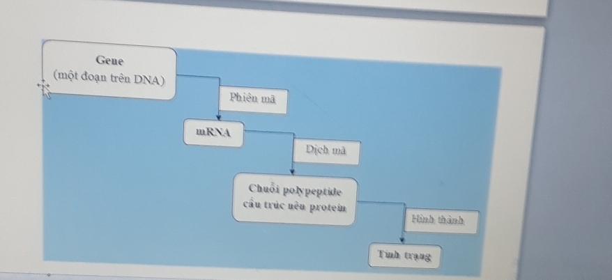 Gene
(một đoạn trên DNA)
Phiên mã
mRNA
Dịch mã
Chuỗi polypeptide
cầu trúc nên protein
Hình thành
Tình trạng