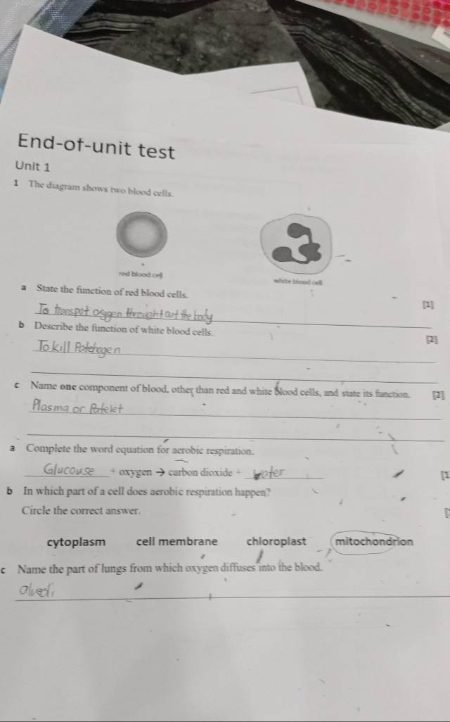 End-of-unit test
Unit 1
1 The diagram shows two blood cells.
red blood cell whste blood cell
a State the function of red blood cells.
_
[1]
b Describe the function of white blood cells.
_
[2]
_
c Name one component of blood, other than red and white blood cells, and state its function. [2]
_
_
a Complete the word equation for aerobic respiration.
_+ oxygen → carbon dioxide +_
[1
b In which part of a cell does aerobic respiration happen?
Circle the correct answer.
cytoplasm cell membrane chloroplast mitochondrion
c Name the part of lungs from which oxygen diffuses into the blood.
_