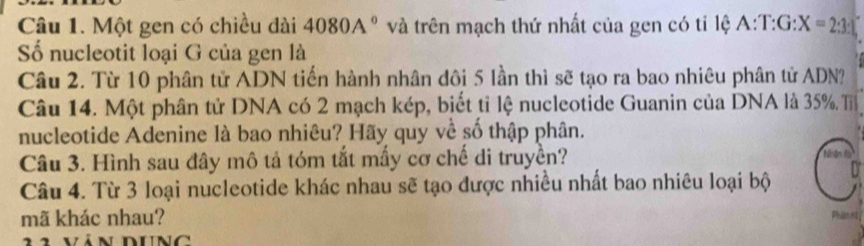Một gen có chiều dài 4080A° và trên mạch thứ nhất của gen có tỉ lệ A:T:G:X=2:3:1
ố nucleotit loại G của gen là 
Câu 2. Từ 10 phân tử ADN tiến hành nhân dôi 5 lần thì sẽ tạo ra bao nhiêu phân tử ADN? 
Câu 14. Một phân tử DNA có 2 mạch kép, biết tỉ lệ nucleotide Guanin của DNA là 35% Tỉ 
nucleotide Adenine là bao nhiêu? Hãy quy về số thập phân. 
Câu 3. Hình sau đây mô tả tóm tắt mấy cơ chế di truyền? 
Câu 4. Từ 3 loại nucleotide khác nhau sẽ tạo được nhiều nhất bao nhiêu loại bộ 
mã khác nhau? n