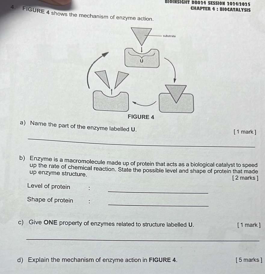 BloInsigHt DB024 SESSION 2024/2025 
CHAPTER 4 :BIOCATALYSIS 
4. FIGURE 4 shows the mechanism of enzyme action. 
a) Name the part of the enzyme labelled U. 
_ 
[ 1 mark ] 
b) Enzyme is a macromolecule made up of protein that acts as a biological catalyst to speed 
up the rate of chemical reaction. State the possible level and shape of protein that made 
up enzyme structure. 
[ 2 marks ] 
_ 
Level of protein : 
_ 
Shape of protein : 
c) Give ONE property of enzymes related to structure labelled U. [ 1 mark ] 
_ 
d) Explain the mechanism of enzyme action in FIGURE 4. [ 5 marks ]