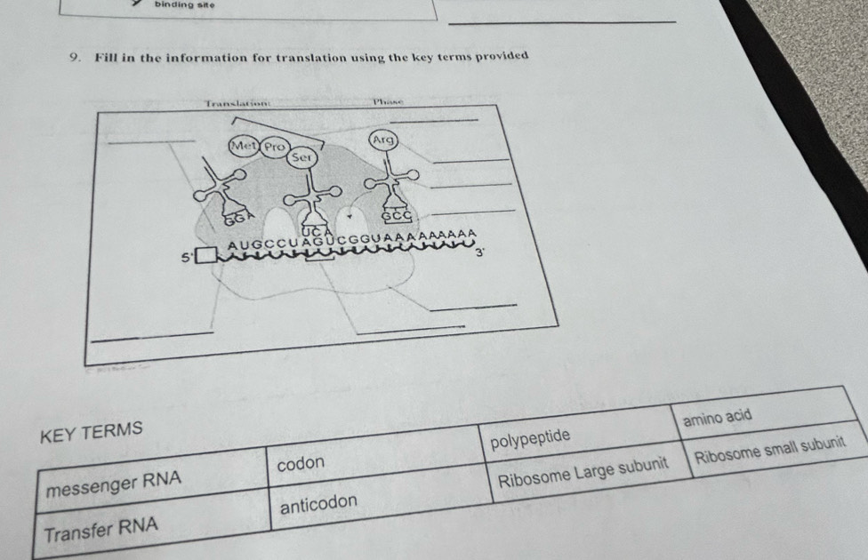 binding site 
_ 
9. Fill in the information for translation using the key terms provided 
KEY TERMS 
amino acid 
Ribosome small subunit 
messenger RNA codon polypeptide 
Transfer RNA anticodon Ribosome Large subunit