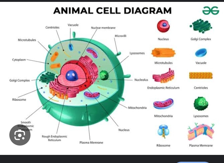 ANIMAL CELL DIAGRAM