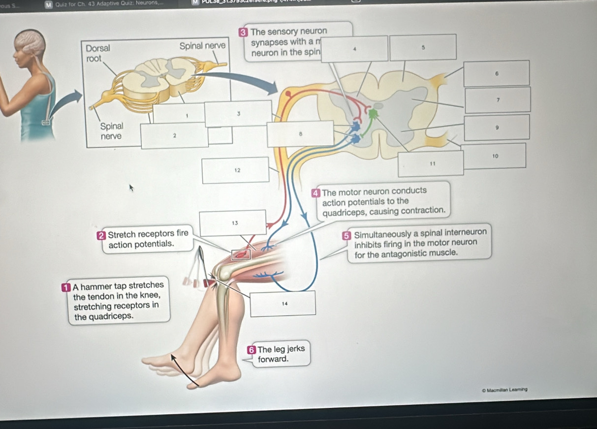 on S M. Quiz for Ch. 43 Adaptive Quiz: Neurons..