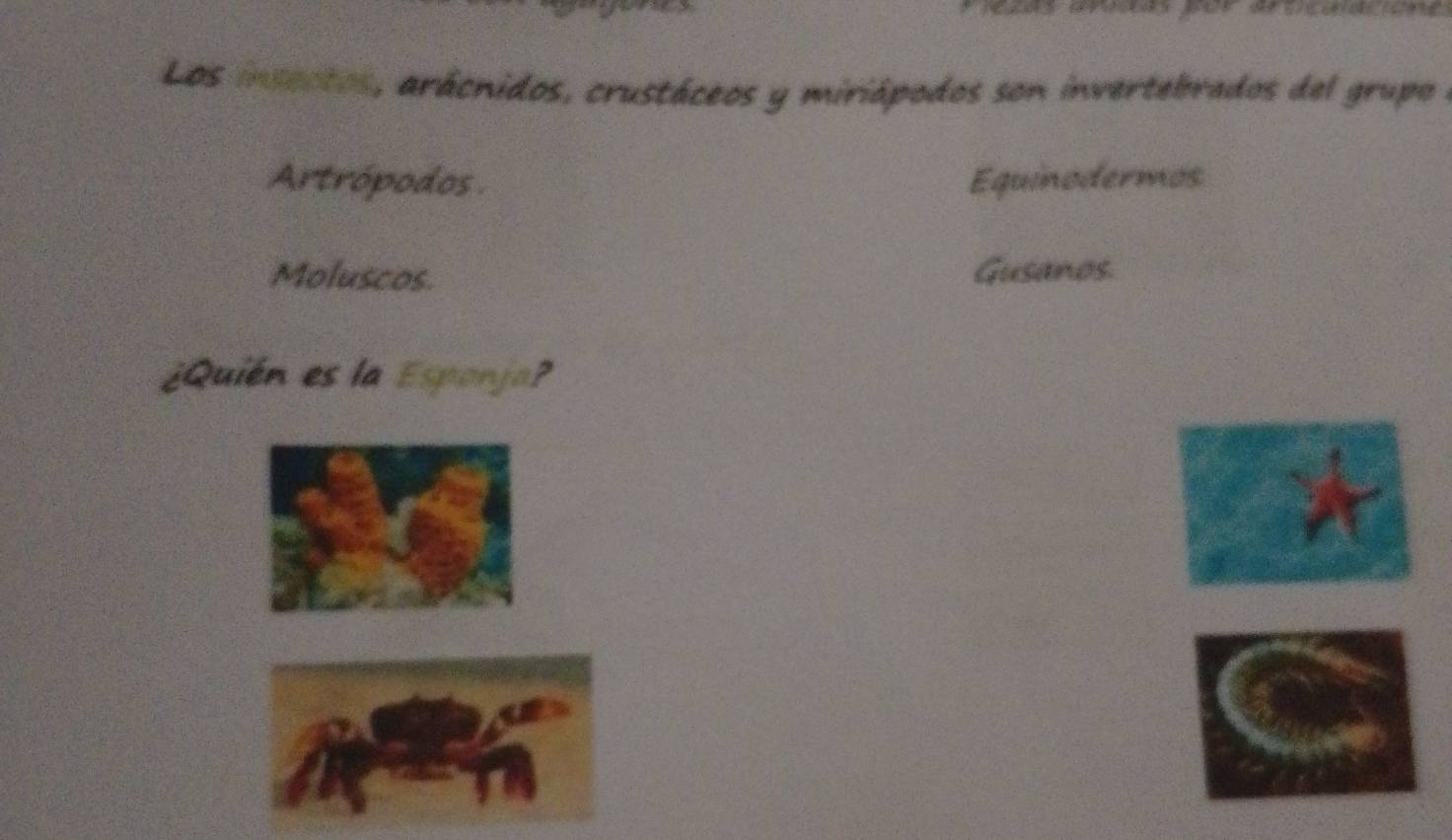 Los insectos, arácnidos, crustáceos y miriápodos son invertebrados del grupo e
Artrópodos Equinodermos
Moluscos. Gusanos.
¿Quién es la Esponja?