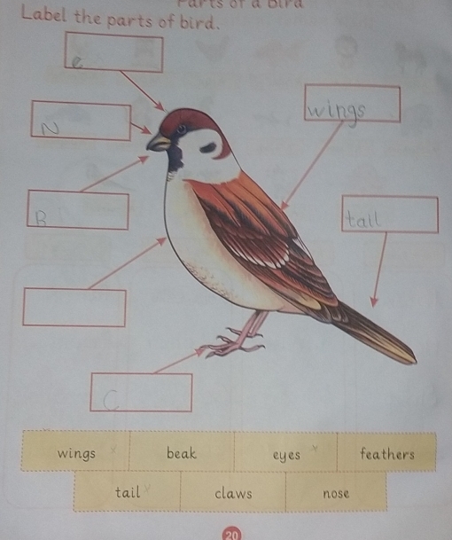 Solved: Label the parts of bird. wings beak eyes feathers tail claws ...