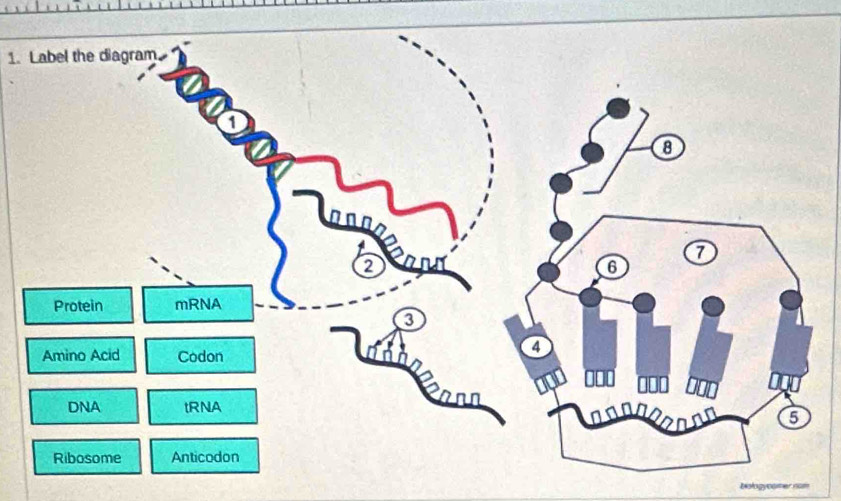 Label the diagram. 
biologycamer nam