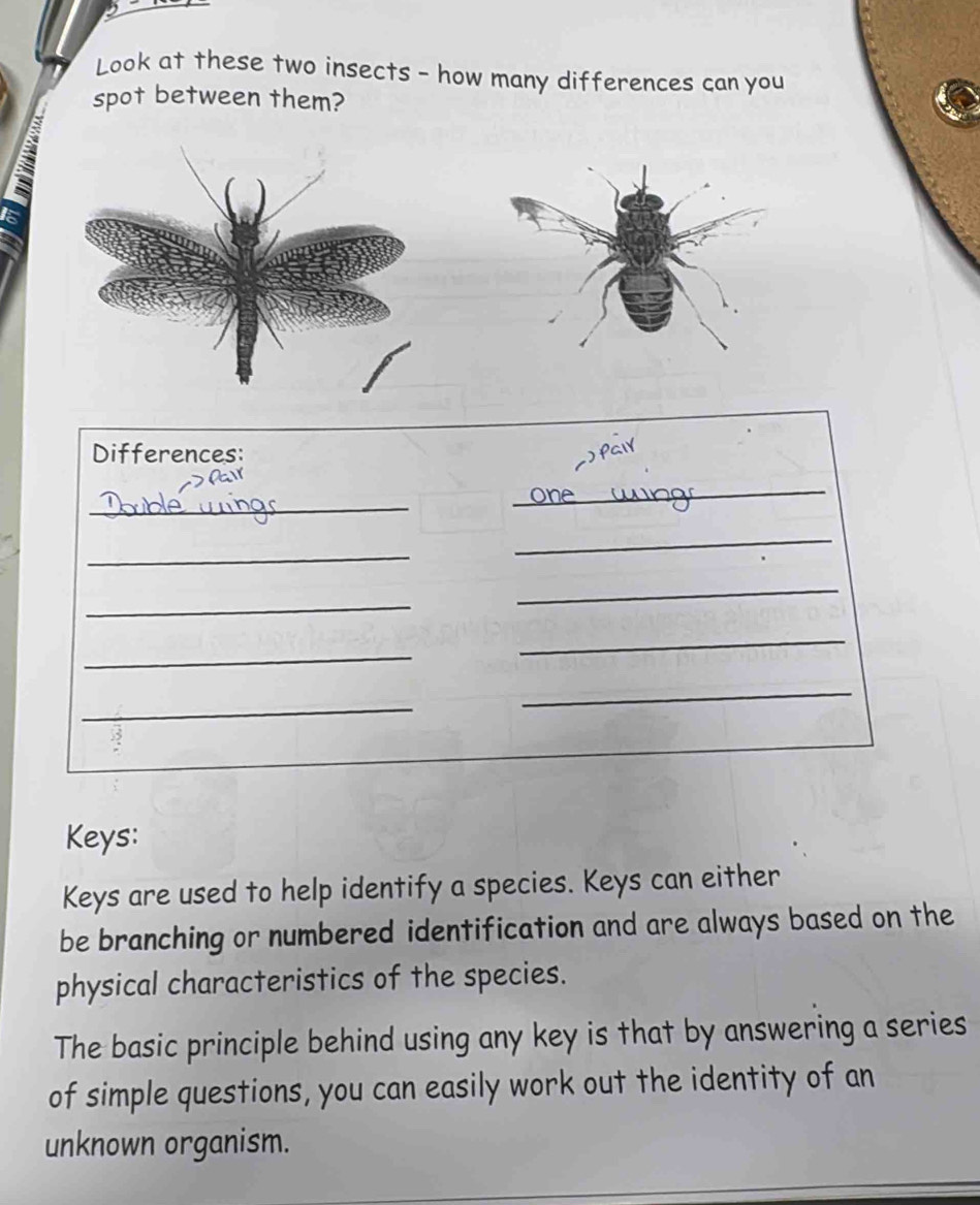 Look at these two insects - how many differences can you 
spot between them?
15
Differences: 
_ 
_ 
_ 
_ 
_ 
_ 
_ 
_ 
_ 
_ 
Keys: 
Keys are used to help identify a species. Keys can either 
be branching or numbered identification and are always based on the 
physical characteristics of the species. 
The basic principle behind using any key is that by answering a series 
of simple questions, you can easily work out the identity of an 
unknown organism.