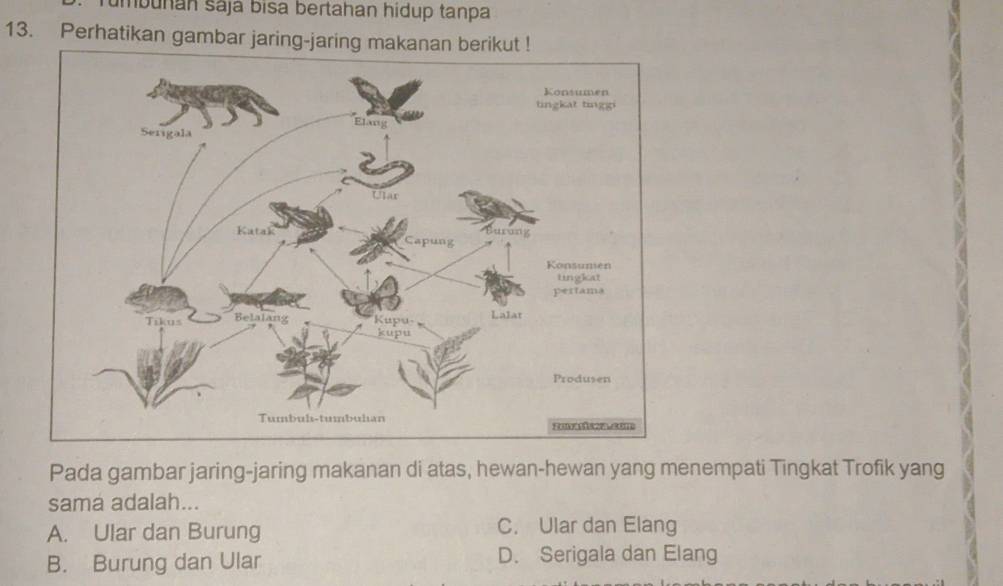 umbuñan sájá bisa bertahan hidup tanpa
13. Perhatikan gambar jaring-jaring makanan berikut !
Pada gambar jaring-jaring makanan di atas, hewan-hewan yang menempati Tingkat Trofik yang
sama adalah...
A. Ular dan Burung C. Ular dan Elang
B. Burung dan Ular D. Serigala dan Elang