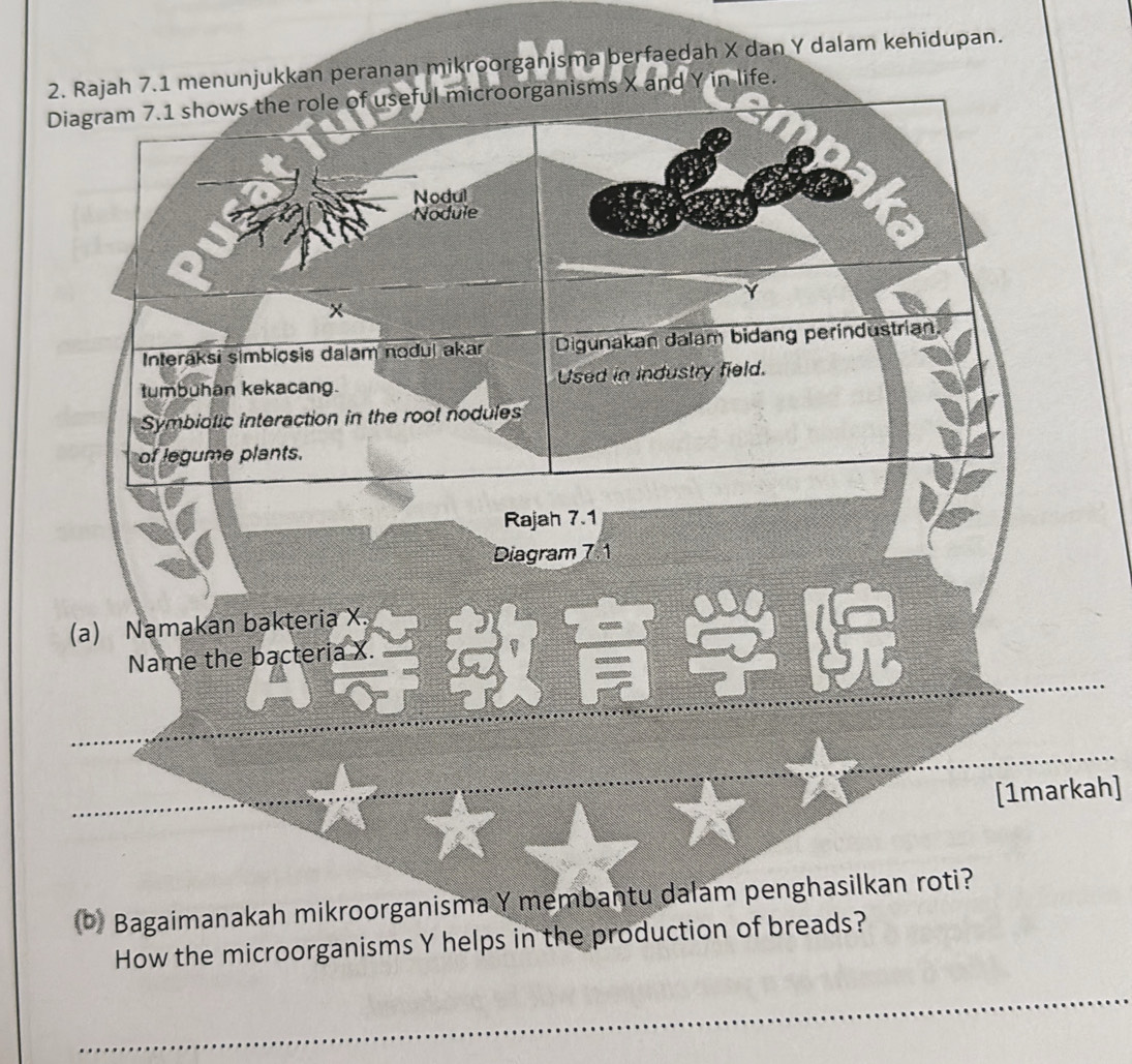 Rajah 7.1 menunjukkan peranan mikroorganisma berfaedah X dan Y dalam kehidupan. 
in life. 
[1markah] 
Bagaimanakah mikroorganisma Y membantu dalam penghasilkan roti? 
How the microorganisms Y helps in the production of breads? 
_