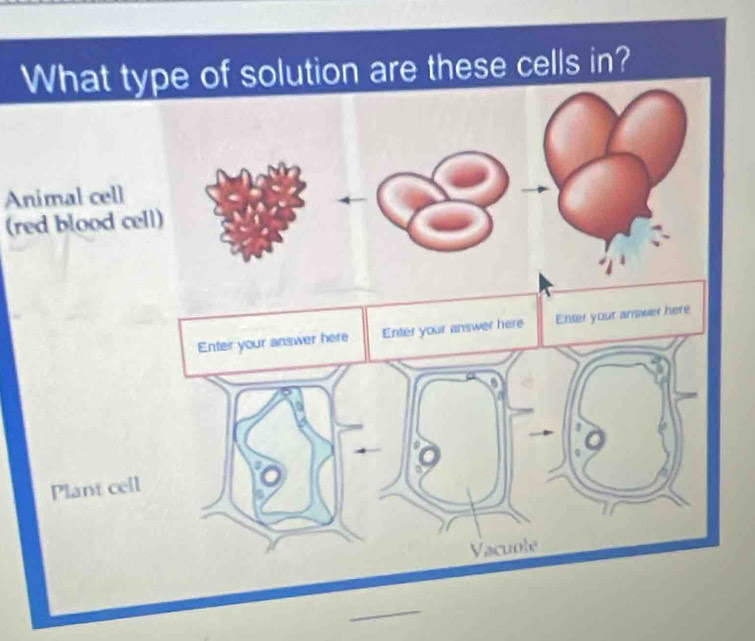 Animal cell 
(red blood cell) 
_