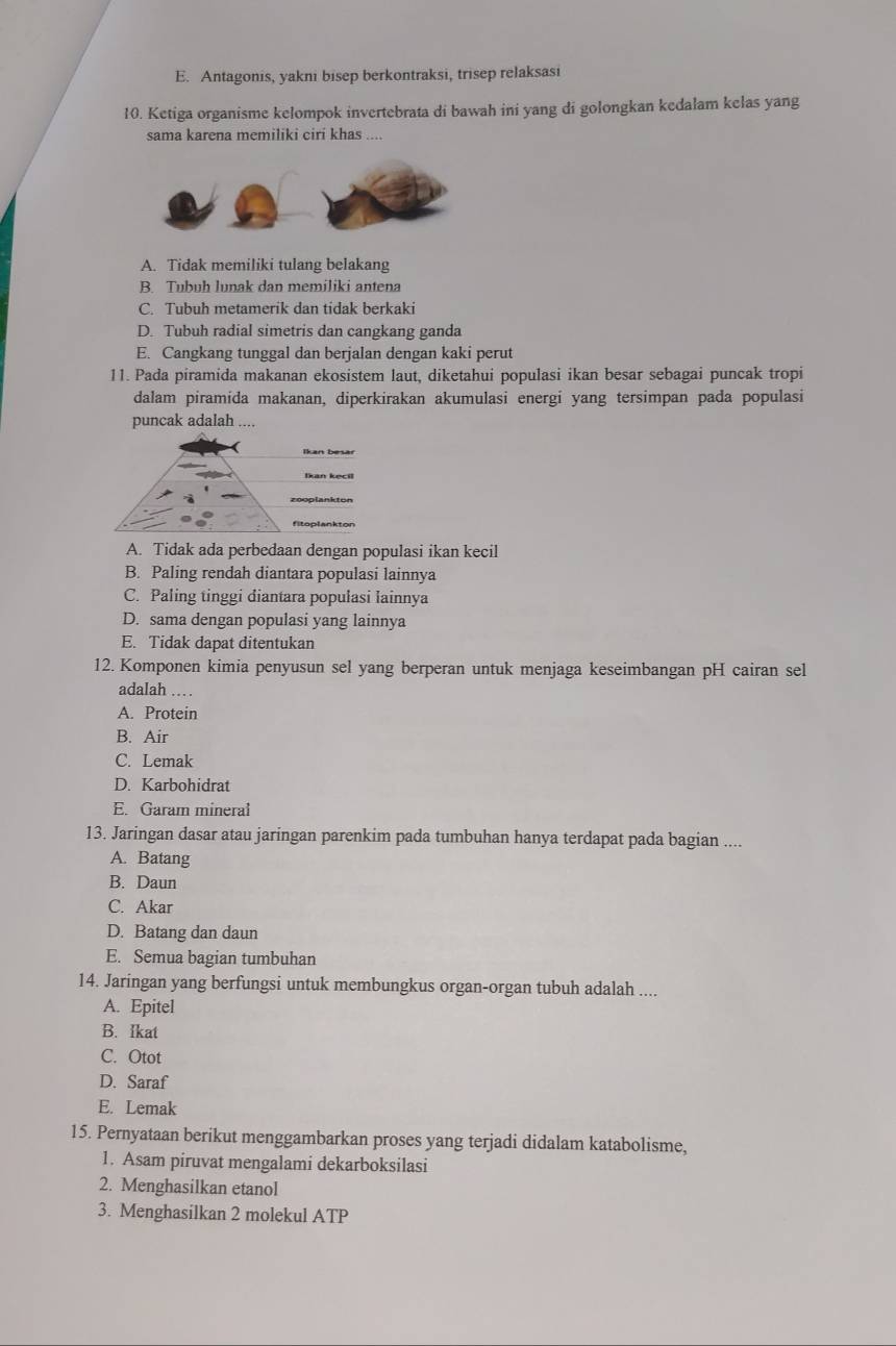 E. Antagonis, yakni bisep berkontraksi, trisep relaksasi
10. Ketiga organisme kelompok invertebrata di bawah ini yang di golongkan kedalam kelas yang
sama karena memiliki ciri khas ....
A. Tidak memiliki tulang belakang
B. Tubuh lunak dan memiliki antena
C. Tubuh metamerik dan tidak berkaki
D. Tubuh radial simetris dan cangkang ganda
E. Cangkang tunggal dan berjalan dengan kaki perut
11. Pada piramida makanan ekosistem laut, diketahui populasi ikan besar sebagai puncak tropi
dalam piramida makanan, diperkirakan akumulasi energi yang tersimpan pada populasi
puncak adalah ....
Ikan kecil
zooplankton
fitoplankton
A. Tidak ada perbedaan dengan populasi ikan kecil
B. Paling rendah diantara populasi lainnya
C. Paling tinggi diantara populasi lainnya
D. sama dengan populasi yang lainnya
E. Tidak dapat ditentukan
12. Komponen kimia penyusun sel yang berperan untuk menjaga keseimbangan pH cairan sel
adalah ...
A. Protein
B. Air
C. Lemak
D. Karbohidrat
E. Garam mineral
13. Jaringan dasar atau jaringan parenkim pada tumbuhan hanya terdapat pada bagian ....
A. Batang
B. Daun
C. Akar
D. Batang dan daun
E. Semua bagian tumbuhan
14. Jaringan yang berfungsi untuk membungkus organ-organ tubuh adalah ....
A. Epitel
B. Ikat
C. Otot
D. Saraf
E. Lemak
15. Pernyataan berikut menggambarkan proses yang terjadi didalam katabolisme,
1. Asam piruvat mengalami dekarboksilasi
2. Menghasilkan etanol
3. Menghasilkan 2 molekul ATP