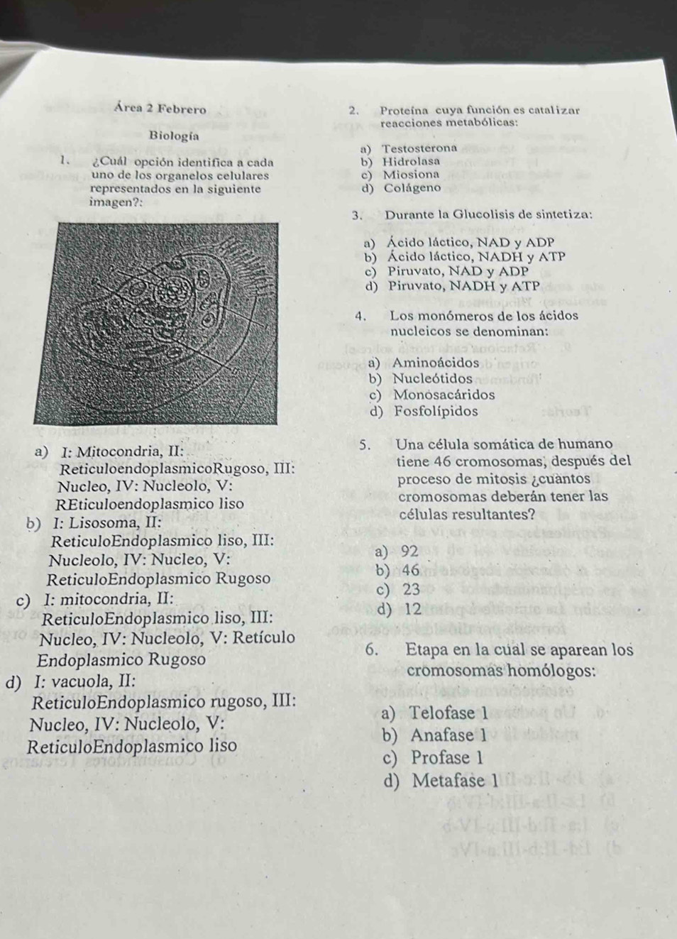 Área 2 Febrero 2. Proteína cuya función es catalizar
reacciones metabólicas:
Biología
a) Testosterona
1. ¿Cuál opción identifica a cada b) Hidrolasa
uno de los organelos celulares c) Miosiona
representados en la siguiente d) Colágeno
imagen?:
3. Durante la Glucolisis de sintetiza:
a) Ácido láctico, NAD y ADP
b) Ácido láctico, NADH y ATP
c) Piruvato, NAD y ADP
d) Piruvato, NADH y ATP
4. Los monómeros de los ácidos
nucleicos se denominan:
a) Aminoácidos
b) Nucleótidos
c) Monosacáridos
d) Fosfolípidos
a) I: Mitocondria, II: 5. Una célula somática de humano
ReticuloendoplasmicoRugoso, III: tiene 46 cromosomas, después del
Nucleo, IV: Nucleolo, V: proceso de mitosis ¿cuàntos
REticuloendoplasmico liso cromosomas deberán tener las
células resultantes?
b) I: Lisosoma, II:
ReticuloEndoplasmico liso, III:
Nucleolo, IV: Nucleo, V: a) 92
ReticuloEndoplasmico Rugoso
b) 46
c) I: mitocondria, II: c) 23
ReticuloEndoplasmico liso, III:
d) 12
Nucleo, IV: Nucleolo, V: Retículo
6. Etapa en la cual se aparean los
Endoplasmico Rugoso
d) I: vacuola, II:
cromosomas homólogos:
ReticuloEndoplasmico rugoso, III:
a) Telofase 1
Nucleo, IV: Nucleolo, V:
ReticuloEndoplasmico liso
b) Anafase 1
c) Profase 1
d) Metafase 1