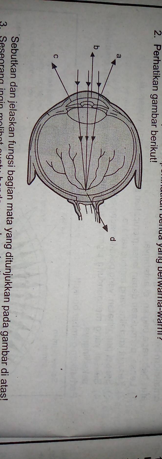 kan benda yang berwara-warr ? 
2. Perhatikan gambar berikut! 
Sebutkan dan jelaskan fungsi bagian mata yang ditunjukkan pada gambar di atas!