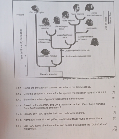 Present 
1.4.1 Name the most recent common ancestor of the Homo genus. (1) 
1.4.2 Give the period of existence for the species mentioned in QUESTION 1.4.1 (2) 
1.4.3 State the number of genera represented in the diagram. (1) 
1.4.4 Based on the diagram, give ONE facial feature that differentiated humans 
from Australopithecus africanus." (1) 
1.4.5 Identify any TWO species that used both tools and fire. 
(2) 
1.4.6 Name any ONE Australopithecus africanus fossil found in South Africa. (1) 
1.4.7 List TWO types of evidence that can be used to support the "Out of Africa" 
hypothesis. (10) (2)