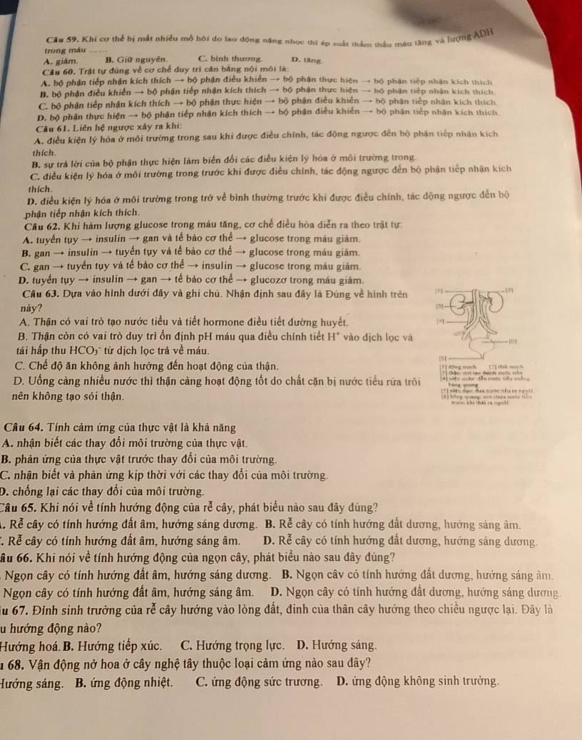 Câu 59, Khi cơ thể bị mắt nhiều mô hội do lao động nặng nhọc thi áp suất thằm thầu mau tăng và lượng ADH
trong máu
A. giám. B. Giữ nguyên C. binh thương D. tăng
Cầu 60. Trật tự đúng về cơ chế duy trì căn bằng nội môi là
A. bộ phận tiếp nhận kích thích → bộ phận điều khiển → bộ phân thực hiện → bộ phân tiếp nhận kích thích
B. bộ phận điều khiển → bộ phận tiếp nhận kích thích → bộ phận thực hiện → bộ phận tiếp nhân kích thích
C. bộ phận tiếp nhận kích thích → bộ phận thực hiện → bộ phận điều khiển → bộ phận tiếp nhân kích thích
D. bộ phân thực hiện → bộ phận tiếp nhận kích thích → bộ phận điều khiến → bộ phận tiếp nhân kích thích
Câu 61. Liên hệ ngược xảy ra khi:
A. điều kiện lý hóa ở môi trường trong sau khi được điều chính, tác động ngược đến bộ phận tiếp nhận kích
thích.
B. sự trả lời của bộ phận thực hiện làm biến đổi các điều kiện lý hóa ở môi trường trong
C. điều kiện lý hóa ở môi trường trong trước khi được điều chính, tác động ngược đến bộ phận tiếp nhận kích
thích.
D. điều kiện lý hóa ở môi trường trong trở về bình thường trước khi được điều chính, tác động ngược đến bộ
phận tiếp nhận kích thích.
Câu 62, Khi hàm lượng glucose trong máu tăng, cơ chế điều hòa diễn ra theo trật tự:
A. tuyển tụy → insulin → gan và tế bảo cơ thể → glucose trong máu giảm.
B. gan → insulin → tuyến tụy và tế bào cơ thể → glucose trong máu giảm.
C. gan → tuyển tụy và tế bảo cơ thể → insulin → glucose trong máu giảm.
D. tuyển tụy → insulin → gan → tế bảo cơ thể → glucozơ trong máu giám.
Câu 63, Dựa vào hình dưới đây và ghi chú. Nhận định sau đây là Đúng về hình trên '1  
này?
0 -
A. Thận có vai trò tạo nước tiểu và tiết hormone điều tiết đường huyết.
B. Thận còn có vai trò duy trì ổn định pH máu qua điều chính tiết H^+ vào dịch lọc và
-t
tái hấp thu HCO₃" từ dịch lọc trả về máu.
51
C. Chế độ ăn không ảnh hưởng đến hoạt động của thận. 1] động mạch (21 tinh trá  h
hâm mt tau thành muộc vê
D. Uống càng nhiều nước thì thận càng hoạt động tốt do chất cặn bị nước tiểu rửa trôi 4) niền quán dǎn mớu tểu xuố
[5] niu đạn đaa muớc nêu va ngoài
nên không tạo sỏi thận.   B  h any  c  ra la n  troin kha thái ca ognbi
Câu 64. Tính cảm ứng của thực vật là khả năng
A. nhận biết các thay đổi môi trường của thực vật.
B. phản ứng của thực vật trước thay đổi của môi trường.
C. nhận biết và phản ứng kịp thời với các thay đổi của môi trường
D. chống lại các thay đổi của môi trường.
Câu 65. Khi nói về tính hướng động của rễ cây, phát biểu nào sau đây đúng?
A. Rể cây có tính hướng đất âm, hướng sáng dương. B. Rể cây có tính hướng đất dương, hướng sáng âm.
C. Rễ cây có tính hướng đất âm, hướng sáng âm. D. Rễ cây có tính hướng đất dương, hướng sáng dương.
ầu 66. Khi nói về tính hướng động của ngọn cây, phát biểu nào sau đây đúng?
Ngọn cây có tính hướng đất âm, hướng sáng dương. B. Ngọn cây có tính hướng đất dương, hướng sáng âm
Ngọn cây có tính hướng đất âm, hướng sáng âm. D. Ngọn cây có tính hướng đất dương, hướng sáng dương.
ầu 67. Đỉnh sinh trưởng của rễ cây hướng vào lòng đất, đinh của thân cây hướng theo chiều ngược lại. Đây là
u hướng động nào?
Hướng hoá B. Hướng tiếp xúc. C. Hướng trọng lực. D. Hướng sáng.
u 68. Vận động nở hoa ở cây nghệ tây thuộc loại cảm ứng nào sau đây?
Hướng sáng. B. ứng động nhiệt. C. ứng động sức trương. D. ứng động không sinh trưởng.