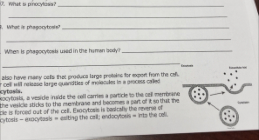 What is piocytosis?_ 
_ 
. What is phagocytosis?_ 
_ 
When is phagocytoais used in the human body?'_ 
_ 
E 
also have many cells that produce large proteins for export from the cell. 
r celli will release large quantities of molecules in a process called 
cytasis. 
kocytosis, a vesicle inside the cell carres a particle to the cell membrane 
the vesicle sticks to the membrane and becomes a part of it so that the 
cle is forced out of the cell. Exocytosis is basically the reverse of 
cytosis - exocytasis = exiting the cell; endocytosis = into the cell.