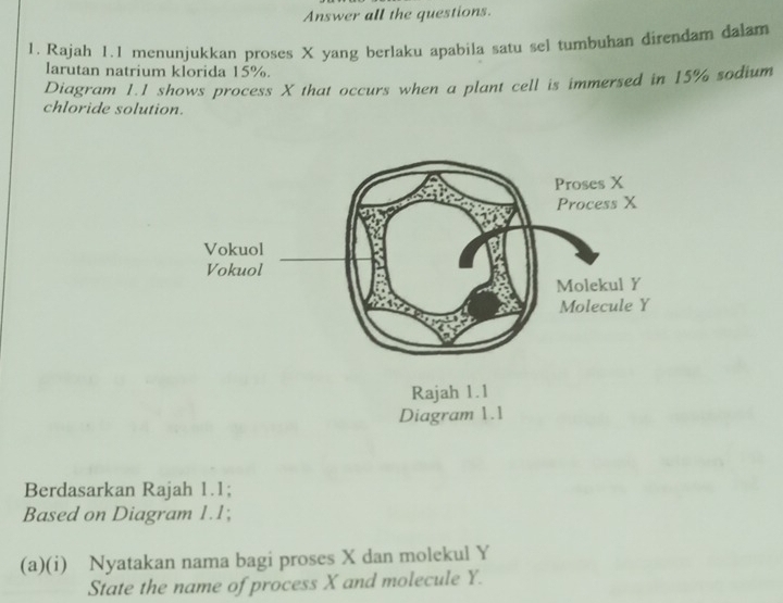 Answer all the questions. 
1. Rajah 1.1 menunjukkan proses X yang berlaku apabila satu sel tumbuhan direndam dalam 
larutan natrium klorida 15%. 
Diagram 1.1 shows process X that occurs when a plant cell is immersed in 15% sodium 
chloride solution. 
Berdasarkan Rajah 1.1; 
Based on Diagram 1.1; 
(a)(i) Nyatakan nama bagi proses X dan molekul Y
State the name of process X and molecule Y.