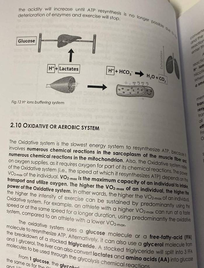 deterioration of enzymes and exercise will stop.
the acidity will increase until ATP resynthesis is no longer possible ou  
converte
Glucose
and the eaction
enter th
5
reactíc
1° ion
H^+|+ Lactates H^+|+HCO_3^(- H_2)O+CO_2 Nicofi
When
a sm
men
Fig.12 H+ ions buffering system
tran
resy
trar
all
elf
2.10 Oxidative or aerobic system Fr
The Oxidative system is the slowest energy system to resynthesize ATP, because 
involves numerous chemical reactions in the sarcoplasm of the muscle fiber and
numerous chemical reactions in the mitochondrion. Also, the Oxidative system ree
on oxygen supplies, as it requires oxygen for part of its chemical reactions. The powe
of the Oxidative system (i.e., the speed at which it resynthesizes ATP) depends on the
VO_2, max of the individual. VO_2 max is the maximum capacity of an individual to intake .
transport and utilize oxygen. The higher the VO_2 max of an individual, the higher the
power of the Oxidative system. In other words, the higher the VO_2. -max of an individua
the higher the intensity of exercise can be sustained by predominantly using the
Oxidative system. For example, an athlete with a higher VO_2 -max can run at a faster.
speed or at the same speed for a longer duration, using predominantly the oxidative
system, compared to an athlete with a lower VO_2- -max.
The oxidative system uses a giucose molecule or a free-fatty-acid (FFA)
molecule to resynthesize ATP. Alternatively, it can also use a glycerol molecule from
the breakdown of a stocked triglyceride. A stocked triglyceride will split into 3ff
and 1 glycerol. The liver can also convert lactates and amino acids (AA) into glucose
molecules to be used through the glycolysis chemical reactions
From 1 glucose, the glycolu
the same as for th 
and 1