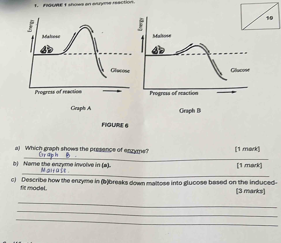 FIGURE 1 shows an enzyme reaction.
10
Maltose 
Glucose 
Progress of reaction 
Graph A 
FIGURE 6 
a) Which graph shows the presence of enzyme? [1 mark] 
_ 
b) Name the enzyme involve in (a). [1 mark] 
_ 
c) Describe how the enzyme in (b)breaks down maltose into glucose based on the induced- 
fit model. 
[3 marks] 
_ 
_ 
_