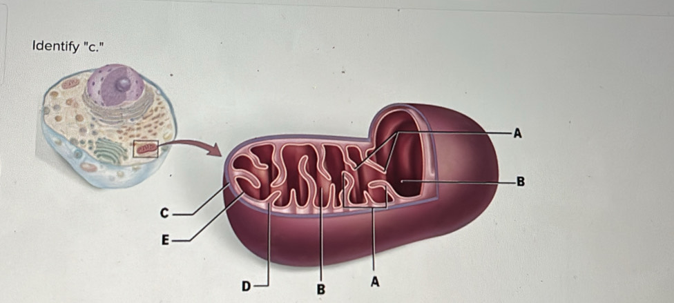 Identify "c."
B