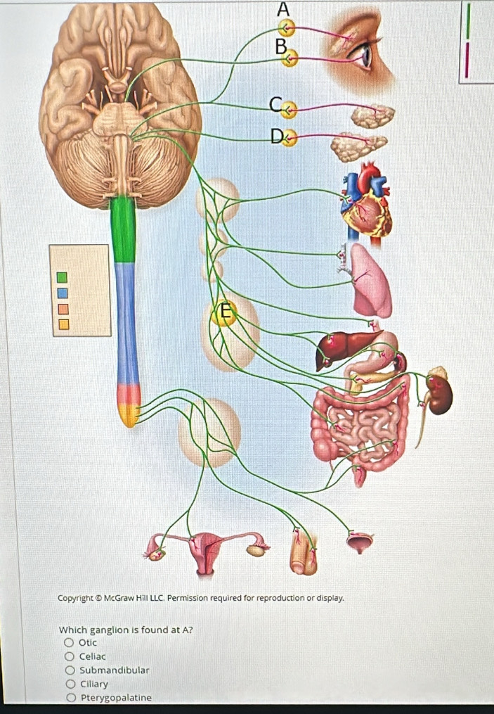 A
Otic
Celiac
Submandibular
Ciliary
Pterygopalatine