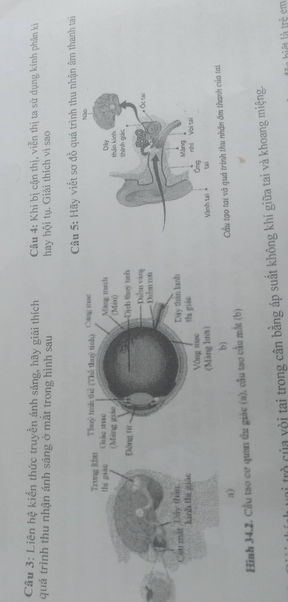Liên hệ kiến thức truyền ánh sáng, hãy giải thích Câu 4: Khi bị cận thị, viễn thị ta sử dụng kính phân kì 
quá trình thu nhận ánh sáng ở mắt trong hình sau hay hội tụ. Giải thích vì sao 
Hãy viết sơ đồ quá trình thu nhận âm thanh tai 
tạo tai và quá trình thu nhận âm thanh của tai 
Hình 34.2. Cầu tao cơ quan đh giác (a), cầu tạo củu mắt (b) 
C r ủ a i tai trong cân bằng áp suất không khí giữa tai và khoang miệng. 
l a biệ t là trẻ em