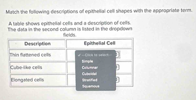 Solved: Match the following descriptions of epithelial cell shapes with ...