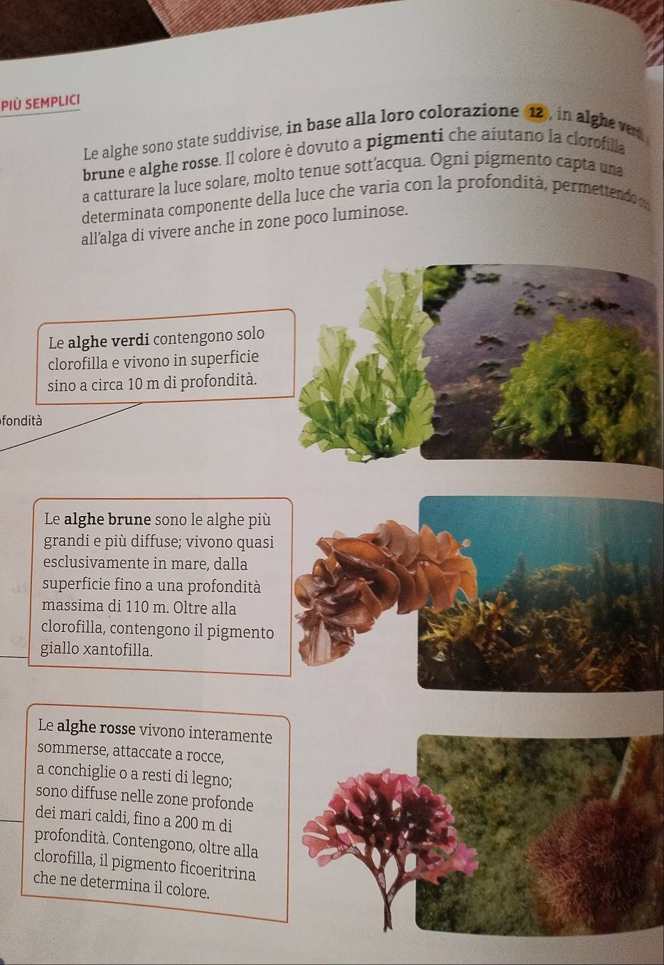 PIÈ SEMPLICI 
Le alghe sono state suddivise, in base alla loro colorazione (12, in alghevar 
brune e alghe rosse. Il colore è dovuto a pigmenti che aíutano la clorofilla 
a catturare la luce solare, molto tenue sott’acqua. Ogni pigmento capta una 
determinata componente della luce che varia con la profondítà, permettend 
all'alga di vivere anche in zone poco luminose. 
Le alghe verdi contengono solo 
clorofilla e vivono in superficie 
sino a circa 10 m di profondità. 
fondità 
Le alghe brune sono le alghe più 
grandi e più diffuse; vivono quasi 
esclusivamente in mare, dalla 
superficie fino a una profondità 
massima di 110 m. Oltre alla 
clorofilla, contengono il pigmento 
giallo xantofilla. 
Le alghe rosse vivono interamente 
sommerse, attaccate a rocce, 
a conchiglie o a resti di legno; 
sono diffuse nelle zone profonde 
dei mari caldi, fino a 200 m di 
profondità. Contengono, oltre alla 
clorofilla, il pigmento ficoeritrina 
che ne determina il colore.