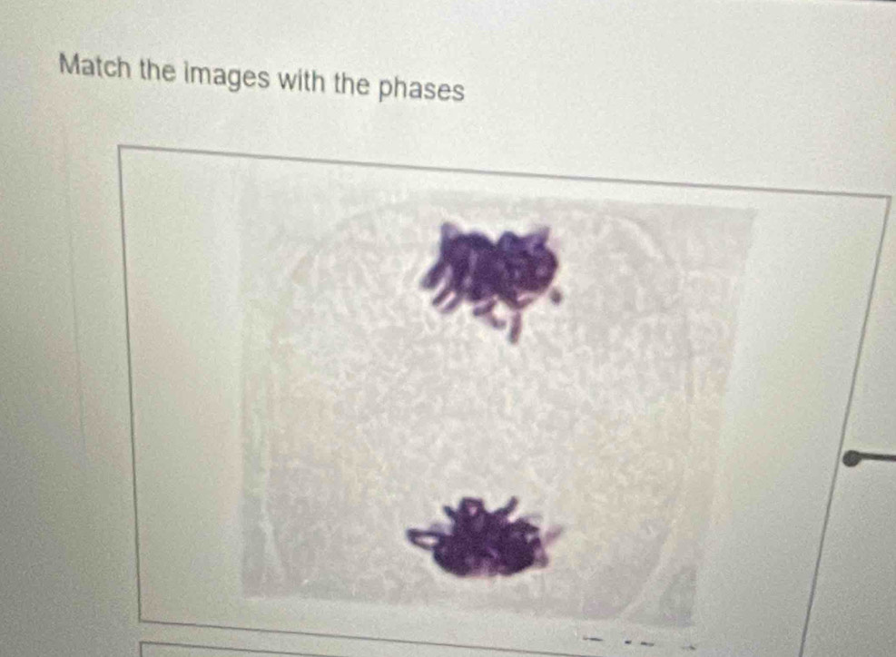 Match the images with the phases