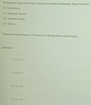 Perhatikan nama beberapa bagian potongan melintang daun berikut!
(1) Epidermis
(2) Jaringan spons
(5) Jaringan tiang
(4) Xilem
Tempat berlangsungnya fotosintesis ditunjukkan oleh bagian ___,
JAWABAN
(1) dan (2)
(1) dan (4)
(2) dan (3)
(8) can (4)