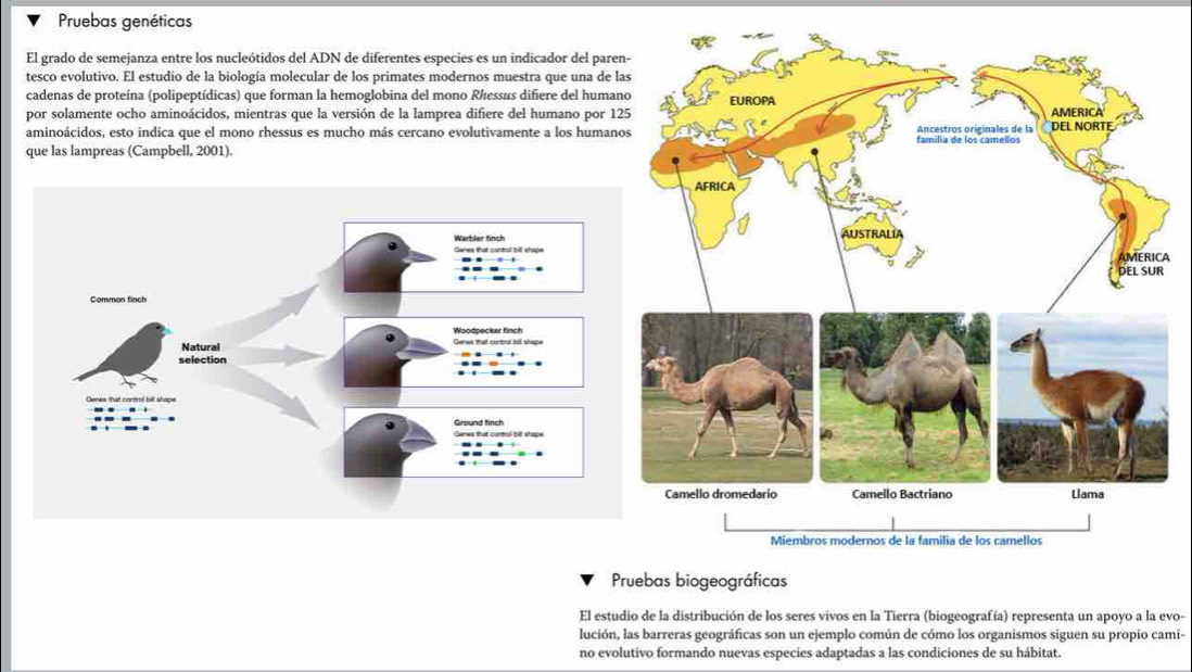 Pruebas genéticas 
El grado de semejanza entre los nucleótidos del ADN de diferentes especies es un indicador del pare 
tesco evolutivo. El estudio de la biología molecular de los primates modernos muestra que una de l 
cadenas de proteína (polipeptídicas) que forman la hemoglobina del mono Rhessus difiere del human 
por solamente ocho aminoácidos, mientras que la versión de la lamprea difiere del humano por 12
aminoácidos, esto indica que el mono rhessus es mucho más cercano evolutivamente a los human 
que las lampreas (Campbell, 2001). 
A 
Pruebas biogeográficas 
El estudio de la distribución de los seres vivos en la Tierra (biogeografía) representa un apoyo a la evo- 
lución, las barreras geográficas son un ejemplo común de cómo los organismos siguen su propio cami- 
no evolutivo formando nuevas especies adaptadas a las condiciones de su hábitat.