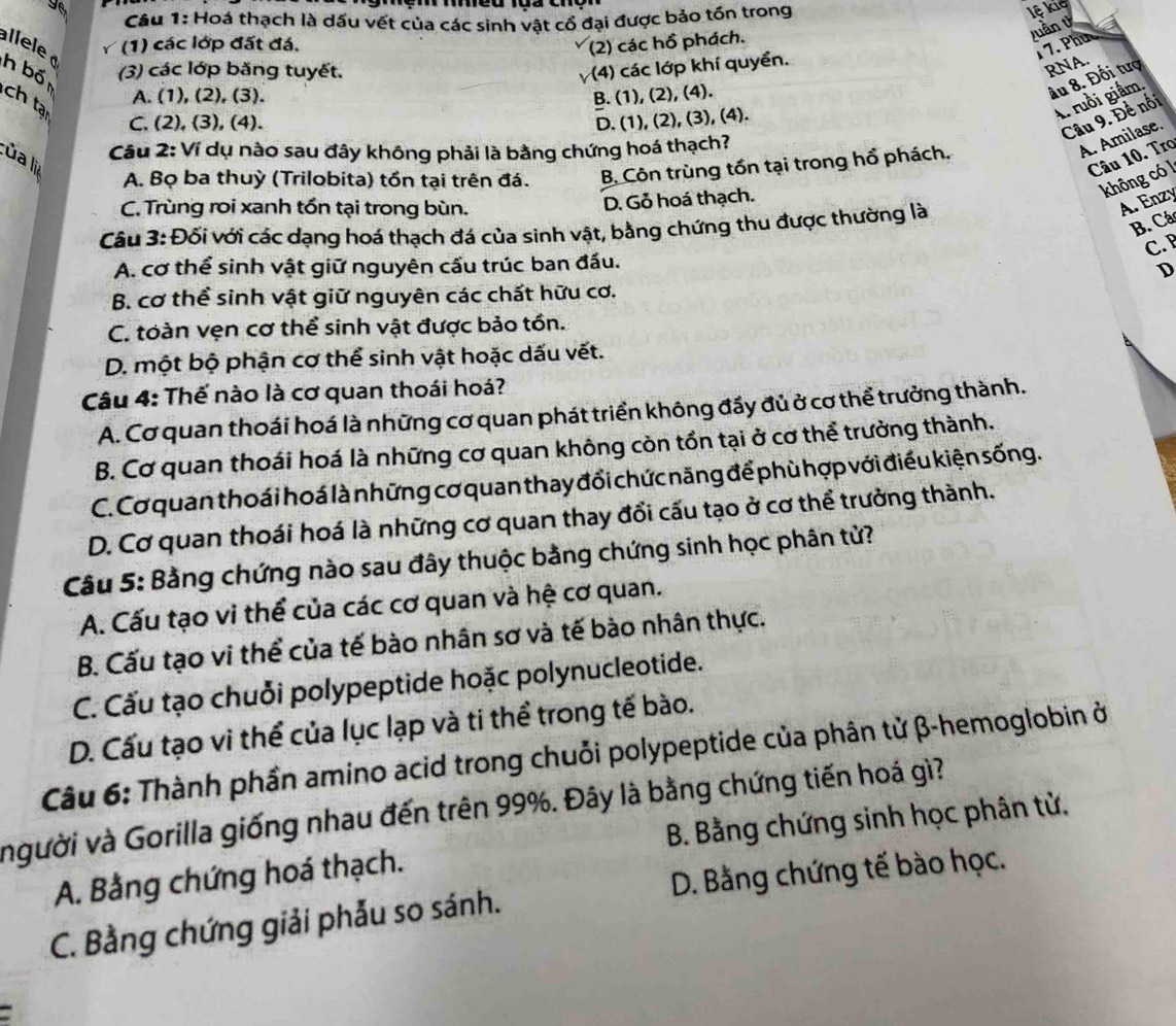 Hoá thạch là dấu vết của các sinh vật cổ đại được bảo tồn trong
lệ kiệ
llele (1) các lớp đất đá, (2) các hồ phách.
vuần V
1 7. Phụố
h bố (3) các lớp băng tuyết. (4) các lớp khí quyền.
RNA.
ch tạ
A. (1), (2), (3). B. (1), (2), (4).
ầu 8. Đối tượ
C. (2), (3), (4). D. (1), (2), (3), (4).
A. ruồi giầm.
Câu 9. Đề nối
Câu 2: Ví dụ nào sau đây không phải là bằng chứng hoá thạch?
A. Amilase.
lủa lia
Câu 10. Tro
A. Bọ ba thuỳ (Trilobita) tồn tại trên đá. B. Côn trùng tồn tại trong hổ phách.
không có ]
C. Trùng roi xanh tổn tại trong bùn.
D. Gỗ hoá thạch.
Câu 3: Đối với các dạng hoá thạch đá của sinh vật, bằng chứng thu được thường là
A. Enzy
B. Cá
C. B
A. cơ thể sinh vật giữ nguyên cấu trúc ban đầu.
D
B. cơ thể sinh vật giữ nguyên các chất hữu cơ.
C. toàn vẹn cơ thể sinh vật được bảo tồn.
D. một bộ phận cơ thể sinh vật hoặc dấu vết.
Câu 4: Thế nào là cơ quan thoái hoá?
A. Cơ quan thoái hoá là những cơ quan phát triển không đấy đủ ở cơ thể trưởng thành.
B. Cơ quan thoái hoá là những cơ quan không còn tồn tại ở cơ thể trưởng thành.
C. Cơ quan thoái hoá là những cơ quan thay đổi chức năng để phù hợp với điều kiện sống.
D. Cơ quan thoái hoá là những cơ quan thay đổi cấu tạo ở cơ thể trưởng thành.
Câu 5: Bằng chứng nào sau đây thuộc bằng chứng sinh học phân tử?
A. Cấu tạo vi thể của các cơ quan và hệ cơ quan.
B. Cấu tạo vi thể của tế bào nhân sơ và tế bào nhân thực.
C. Cấu tạo chuỗi polypeptide hoặc polynucleotide.
D. Cấu tạo vi thể của lục lạp và ti thể trong tế bào.
Câu 6: Thành phần amino acid trong chuỗi polypeptide của phân tử β-hemoglobin ở
người và Gorilla giống nhau đến trên 99%. Đây là bằng chứng tiến hoá gì?
A. Bằng chứng hoá thạch.  B. Bằng chứng sinh học phân tử,
C. Bằng chứng giải phẫu so sánh. D. Bằng chứng tế bào học.
: