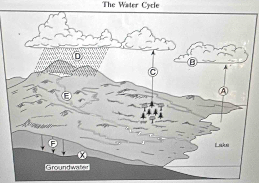 The Water Cycle