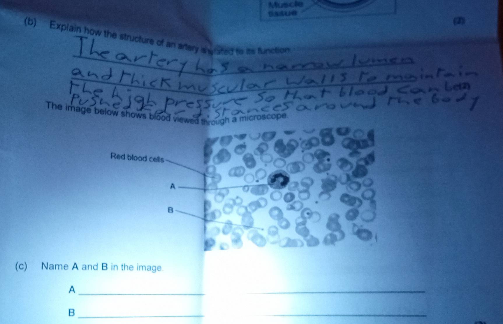 Muscle 
tssue 
(2) 
(b) Explain how the structure of an artery is grated to its function 
The image below shows blood vie microscope. 
(c) Name A and B in the image. 
_A 
_ 
_B 
_