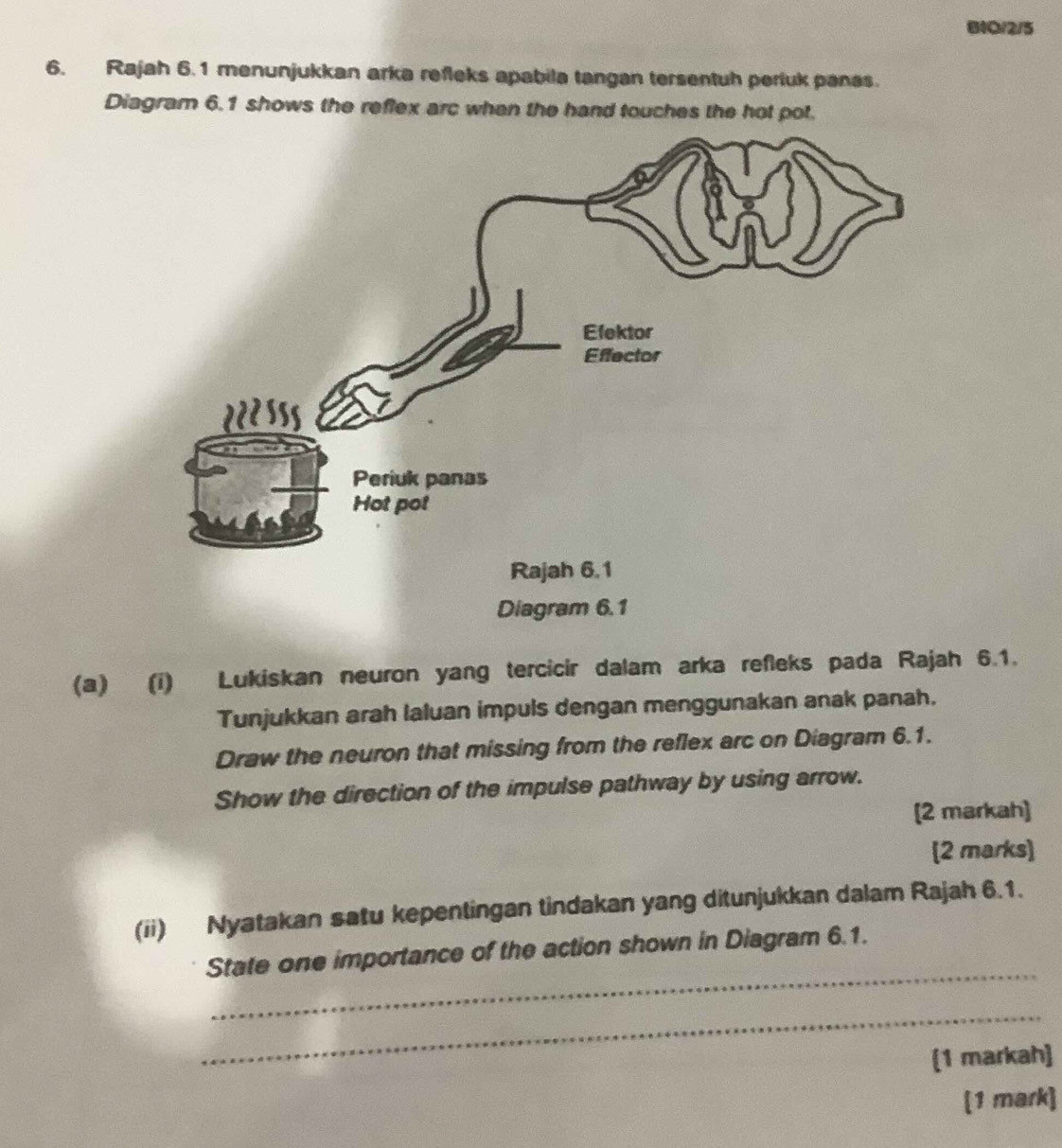 B1O/2/5 
6. Rajah 6.1 menunjukkan arka refleks apabila tangan tersentuh periuk panas. 
Diagram 6.1 shows the reflex arc when the hand touches the hot pot. 
(a) (i) Lukiskan neuron yang tercicir dalam arka refleks pada Rajah 6.1. 
Tunjukkan arah laluan impuls dengan menggunakan anak panah. 
Draw the neuron that missing from the reflex arc on Diagram 6.1. 
Show the direction of the impulse pathway by using arrow. 
[2 markah] 
[2 marks] 
(ii) Nyatakan satu kepentingan tindakan yang ditunjukkan dalam Rajah 6.1. 
_ 
State one importance of the action shown in Diagram 6.1. 
_ 
(1 markah] 
[1 mark]