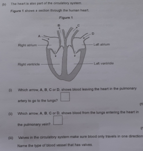 The heart is also part of the circulatory system. 
Figure 1 shows a section through the human heart. 
Figure 1 
(i) Which arrow, A, B, C or D, shows blood leaving the heart in the pulmonary 
artery to go to the lungs? ^circ 
(1 
(ii) Which arrow, A, B, C or D, shows blood from the lungs entering the heart in°
the pulmonary vein? 
(1 
(iii) Valves in the circulatory systern make sure blood only travels in one direction 
Name the type of blood vessel that has valves.