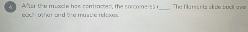 After the muscle has contracted, the sarcomeres r . The filaments slide back over 
each other and the muscle relaxes.