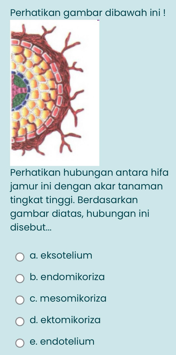 Perhatikan gambar dibawah ini !
Perhatikan hubungan antara hifa
jamur ini dengan akar tanaman
tingkat tinggi. Berdasarkan
gambar diatas, hubungan ini
disebut...
a. eksotelium
b. endomikoriza
c. mesomikoriza
d. ektomikoriza
e. endotelium