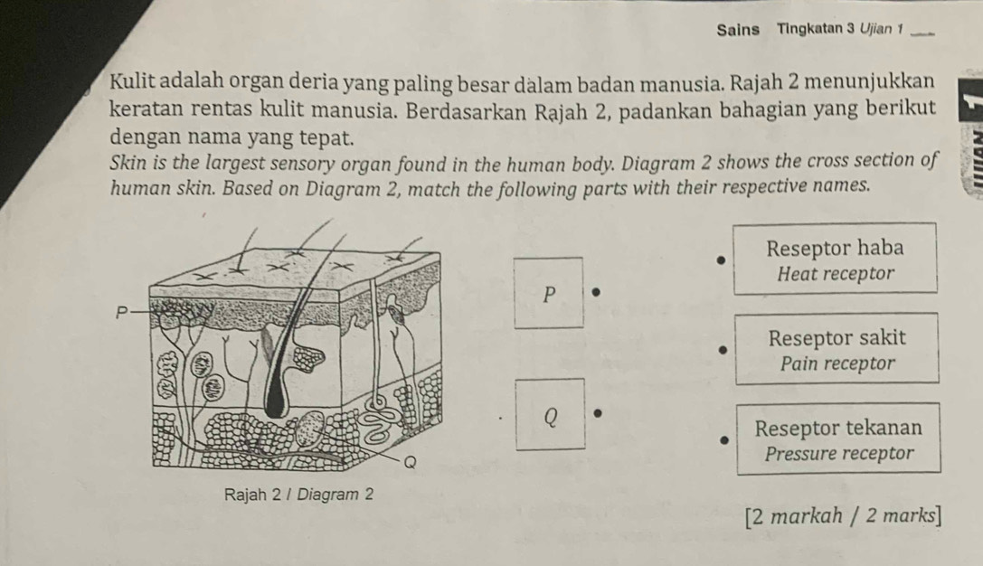 Sains Tingkatan 3 Ujian 1_
Kulit adalah organ deria yang paling besar dalam badan manusia. Rajah 2 menunjukkan
keratan rentas kulit manusia. Berdasarkan Rajah 2, padankan bahagian yang berikut
dengan nama yang tepat.
Skin is the largest sensory organ found in the human body. Diagram 2 shows the cross section of
human skin. Based on Diagram 2, match the following parts with their respective names.
Reseptor haba
Heat receptor
P
Reseptor sakit
Pain receptor
Q
Reseptor tekanan
Pressure receptor
[2 markah / 2 marks]