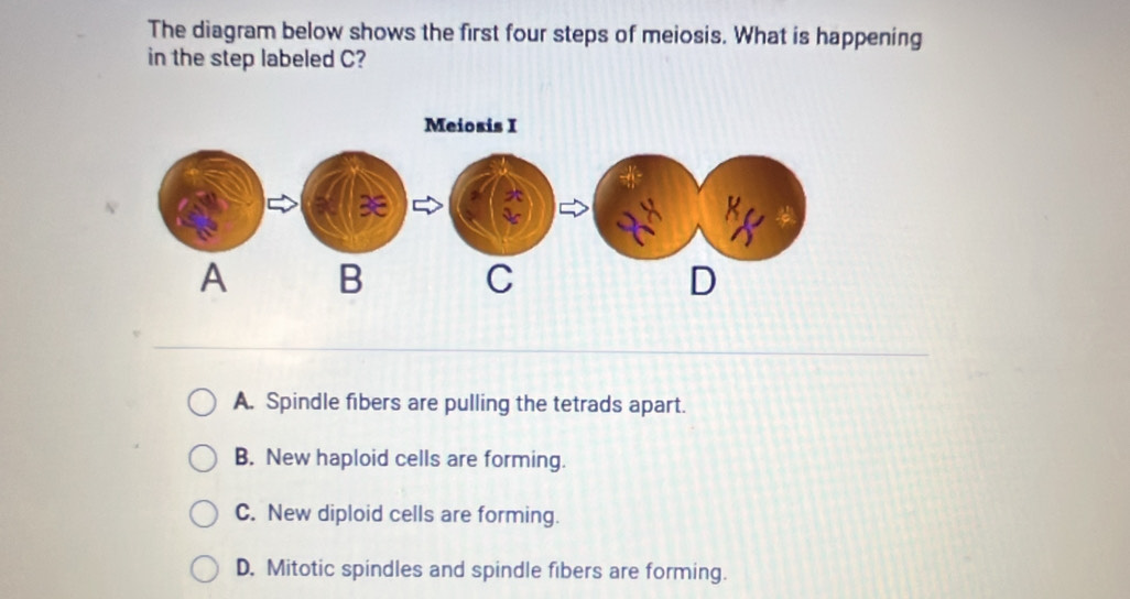 Solved: The diagram below shows the first four steps of meiosis. What ...