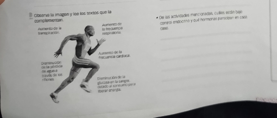 Observa la imagen y lee los textos que la 
De las actividades mencionadas, cuálas están bajo 
C880. control endoctino y qué hormonas paricipan en caal 
_ 
_ 
_ 
_ 
_ 
_ 
neciço