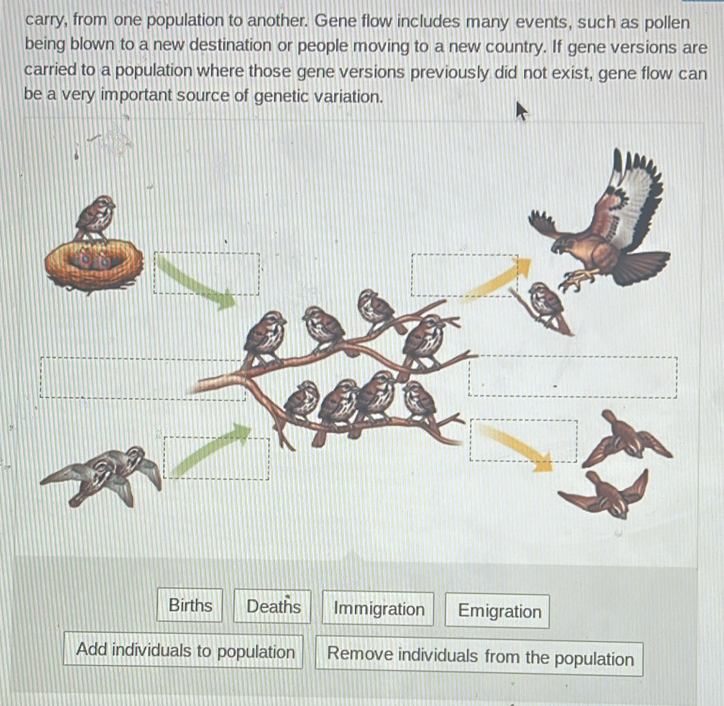 carry, from one population to another. Gene flow includes many events, such as pollen
being blown to a new destination or people moving to a new country. If gene versions are
carried to a population where those gene versions previously did not exist, gene flow can
be a very important source of genetic variation.
Births Deaths Immigration Emigration
Add individuals to population Remove individuals from the population