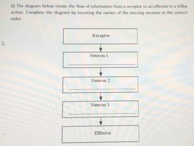 The diagram below shows the flow of information from a receptor to an effector in a reflex 
action. Complete the diagram by inserting the names of the missing neurons in the correct 
order. 
Receptor 
Neuron 1 
_ 
Neuron 2 
_ 
Neuron 3 
_ 
Effector