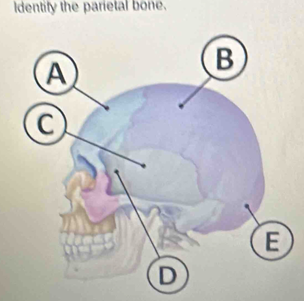 dentify the parietal bone.