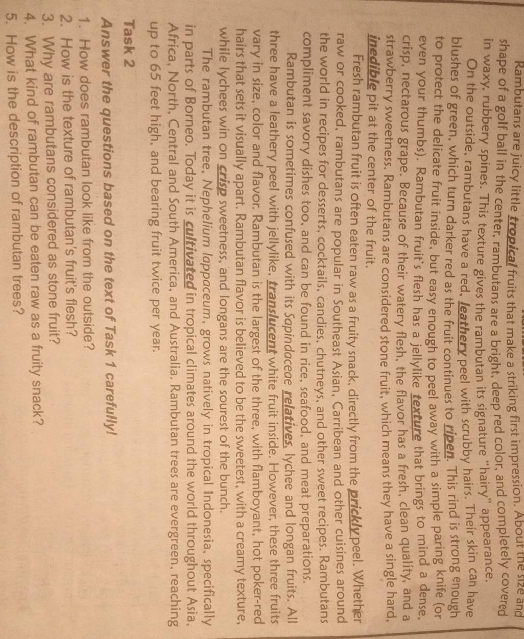 Rambutans are juicy little tropical fruits that make a striking first impression. About the size and
shape of a golf ball in the center, rambutans are a bright, deep red color, and completely covered
in waxy, rubbery spines. This texture gives the rambutan its signature “hairy” appearance.
On the outside, rambutans have a red, leathery peel with scrubby hairs. Their skin can have
blushes of green, which turn darker red as the fruit continues to ripen. This rind is strong enough
to protect the delicate fruit inside, but easy enough to peel away with a simple paring knife (or
even your thumbs). Rambutan fruit`s flesh has a jellylike texture that brings to mind a dense,
crisp, nectarous grape. Because of their watery flesh, the flavor has a fresh, clean quality, and a
strawberry sweetness. Rambutans are considered stone fruit, which means they have a single hard,
inedible pit at the center of the fruit.
Fresh rambutan fruit is often eaten raw as a fruity snack, directly from the prickly peel. Whether
raw or cooked, rambutans are popular in Southeast Asian, Carribean and other cuisines around
the world in recipes for desserts, cocktails, candies, chutneys, and other sweet recipes. Rambutans
compliment savory dishes too, and can be found in rice, seafood, and meat preparations.
Rambutan is sometimes confused with its Sapindaceae relatives, lychee and longan fruits. All
three have a leathery peel with jellylike, translucent white fruit inside. However, these three fruits
vary in size, color and flavor. Rambutan is the largest of the three, with flamboyant, hot poker-red
hairs that sets it visually apart. Rambutan flavor is believed to be the sweetest, with a creamy texture,
while lychees win on crisp sweetness, and longans are the sourest of the bunch.
The rambutan tree, Nephelium lappaceum, grows natively in tropical Indonesia, specifically
in parts of Borneo. Today it is cultivated in tropical climates around the world throughout Asia,
Africa, North, Central and South America, and Australia. Rambutan trees are evergreen, reaching
up to 65 feet high, and bearing fruit twice per year.
Task 2
Answer the questions based on the text of Task 1 carefully!
1. How does rambutan look like from the outside?
2. How is the texture of rambutan's fruit's flesh?
3. Why are rambutans considered as stone fruit?
4. What kind of rambutan can be eaten raw as a fruity snack?
5. How is the description of rambutan trees?