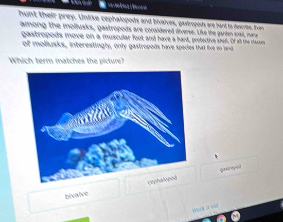 SavierDia2| Elooket
hunt their prey. Unlike cephalopods and bivalves, gastropods are hard to describe. Even
among the mollusks, gastropods are considered diverse. Like the garden snail, many
gastropods move on a muscular foot and have a hard, protective shell. Of all the classes
of mollusks, interestingly, only gastropods have species that live on land.
Which term matches the picture?
gastropod
bivalve 
Work it out