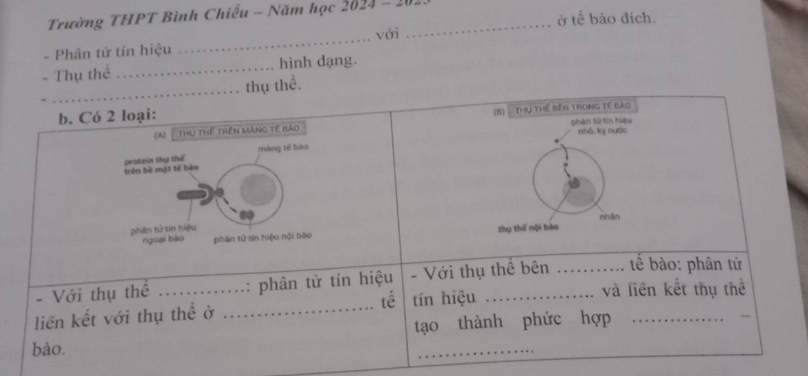 Trường THPT Bình Chiếu - Năm học 2024 - 2015 
ở tế bào đích. 
với 
- Phân tử tín hiệu 
_ 
- Thụ thể _hình dạng. 
hể.