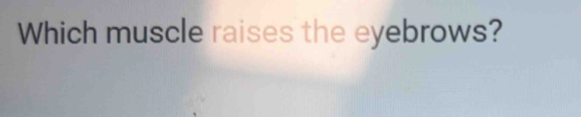 Which muscle raises the eyebrows?